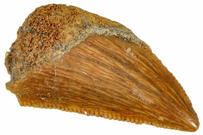 Serrated, Raptor Tooth - Real Dinosaur Tooth #269138
